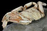 Fossil Crab (Macrophtalmus) Mounted On Rock - Madagascar #130630-2